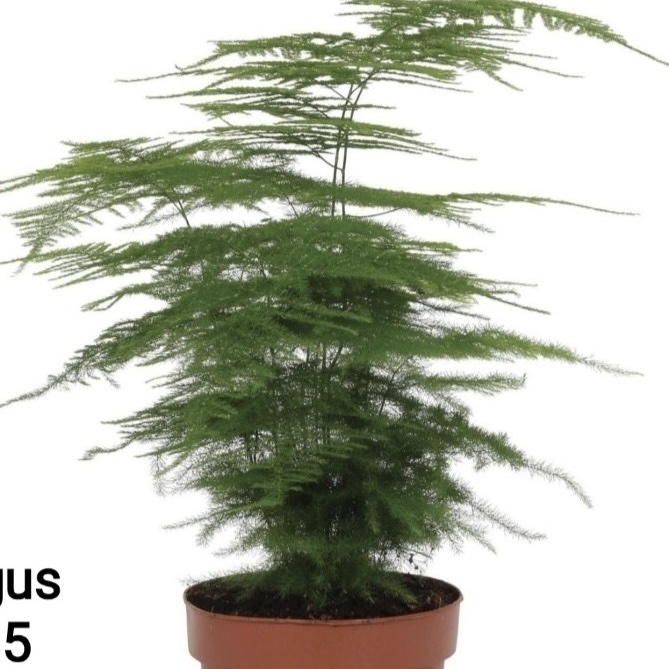 Ασπάραγκος (Asparagus setaceus) | Πράσινο Φυτό Εσωτερικού Χώρου - 2